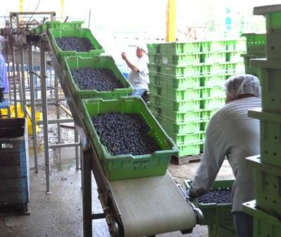 Oregon blueberry yield topples records, expands overseas