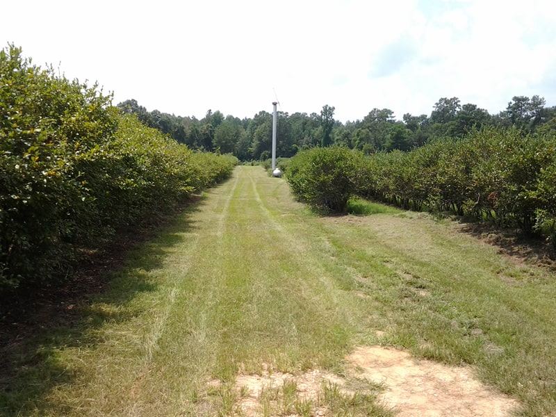 Blueberry Farm – with 55-60 acres of Blueberries on 100 acre farm