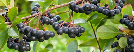 Aronia berry gaining market