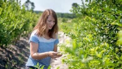 Research in mechanical blueberry harvesting