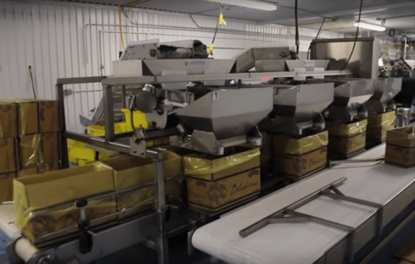 Blueberry Packing Line – High Volume