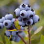 US government to buy wild blueberries to help prop up prices