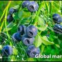 OVERVIEW GLOBAL BLUEBERRY MARKET