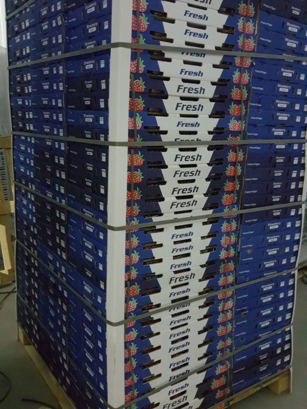 Shelf Life Extension technology PrimePro® Used Blueberry Equipment