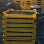 Blueberry Trays – 23.5 x 18 x 4 inches